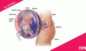 Τρίτος μήνας εγκυμοσύνης, αυχενική διαφάνεια, αμνιοπαρακέντηση, έμβρυο